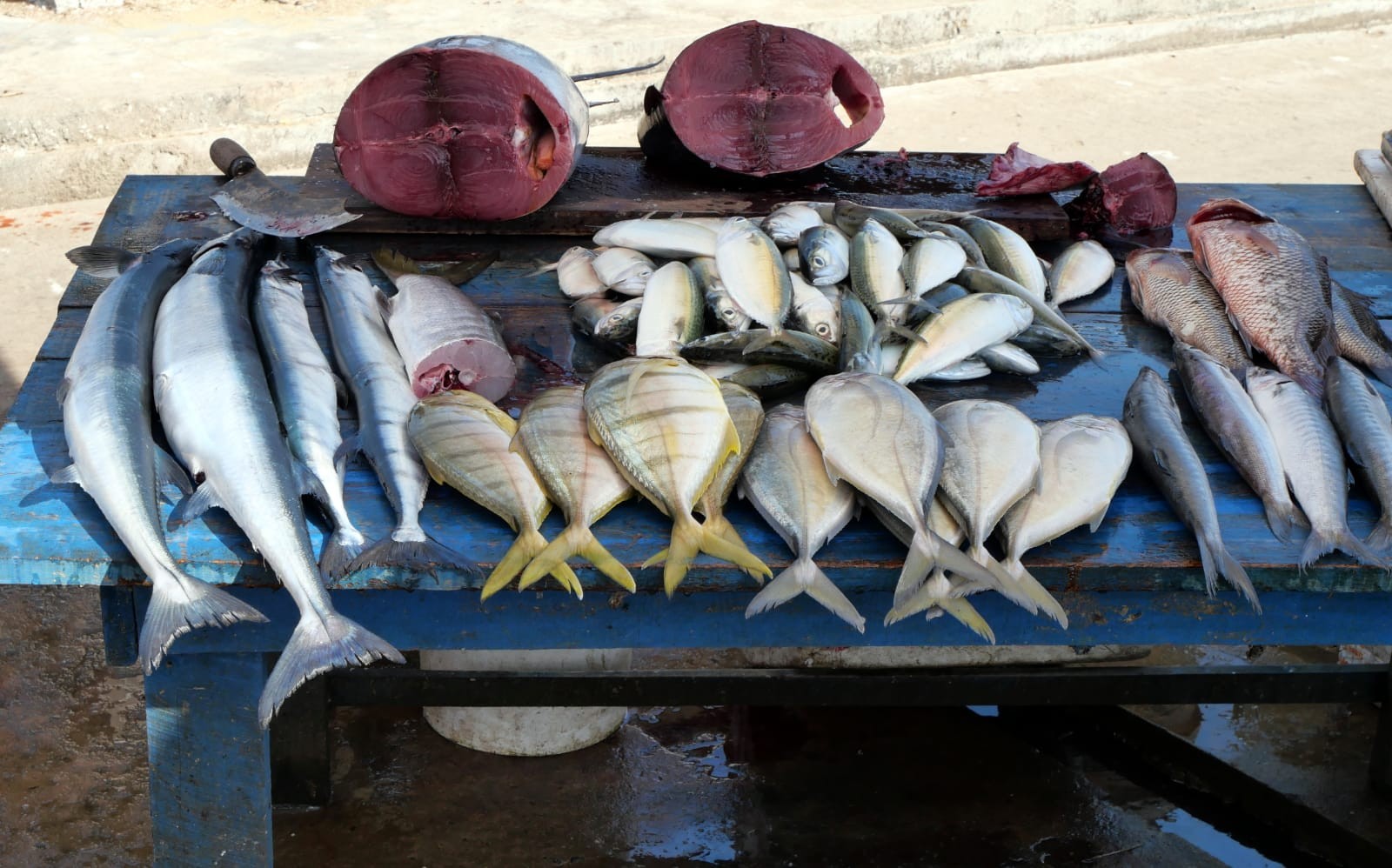 Negombo fish-market morning experience