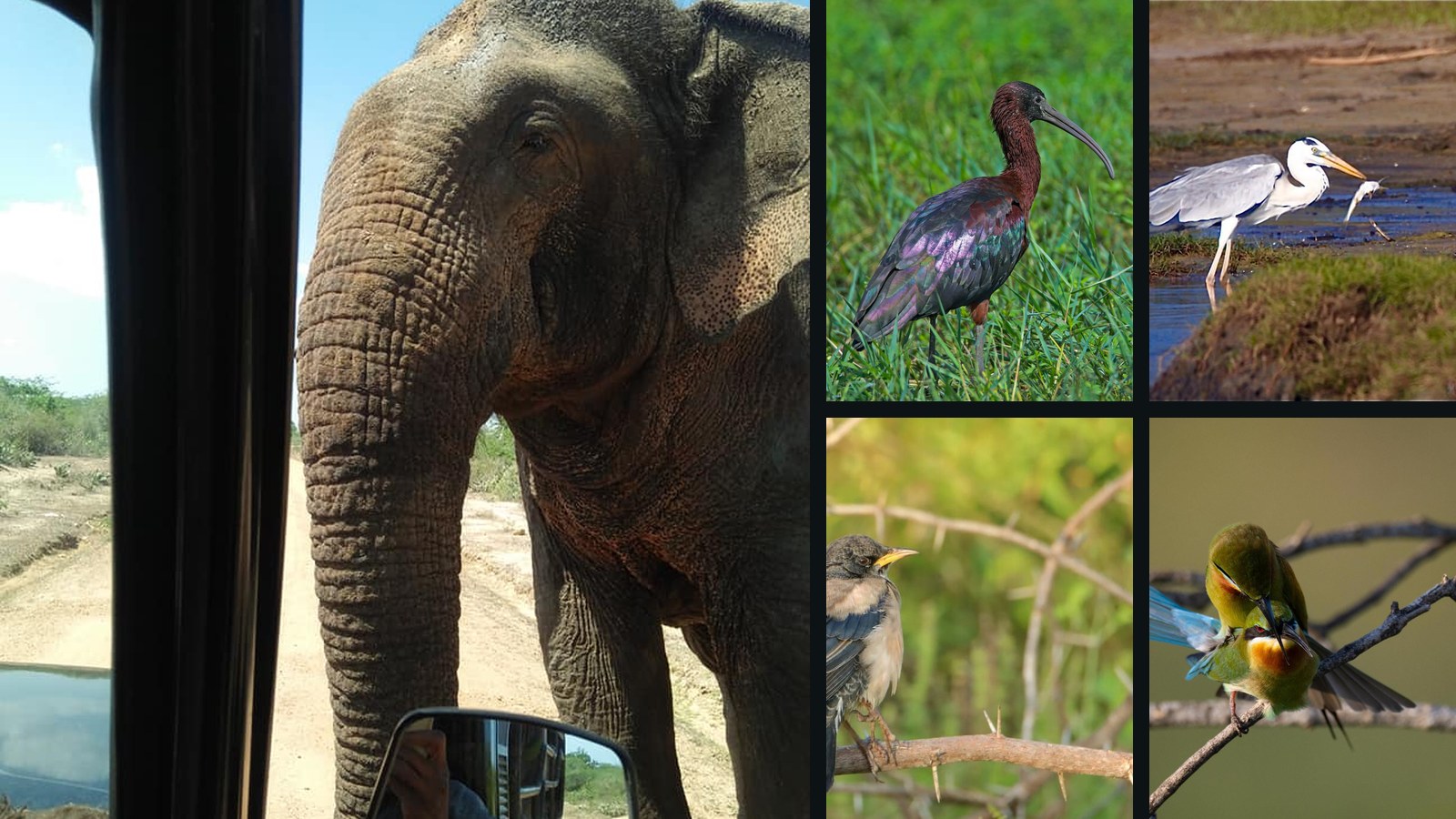 Safari-focused Hambantota shore excursion with wildlife timing emphasis