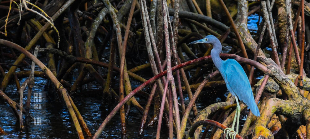 Blue Heron spotted in the marsh