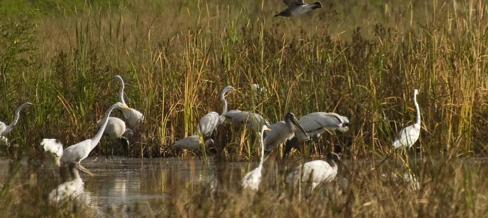 Muthurajawela wetland bird watching